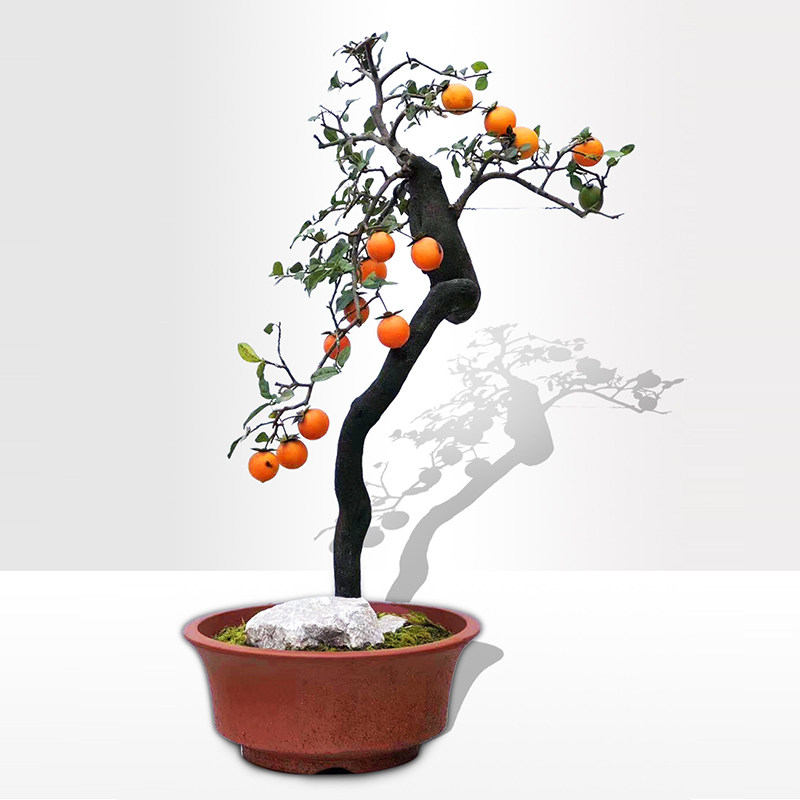 金弹子练手桩 盆景 瓶兰花黑塔子绿植盆栽 公桩母桩 瓶兰 金蛋子