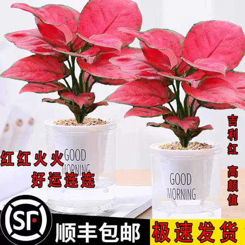 Geely Heely красные зеленые растения, зеленые цветы в помещении и на открытом воздухе в офисе гостиной, легко поддерживать поглощение красных растений, чтобы наблюдать за красотой