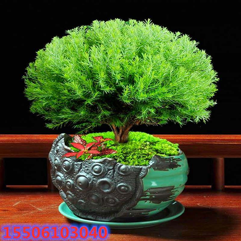 心森岚雾凇招财桌面老桩绿植小盆景室内办公室雾松放青松植物盆栽