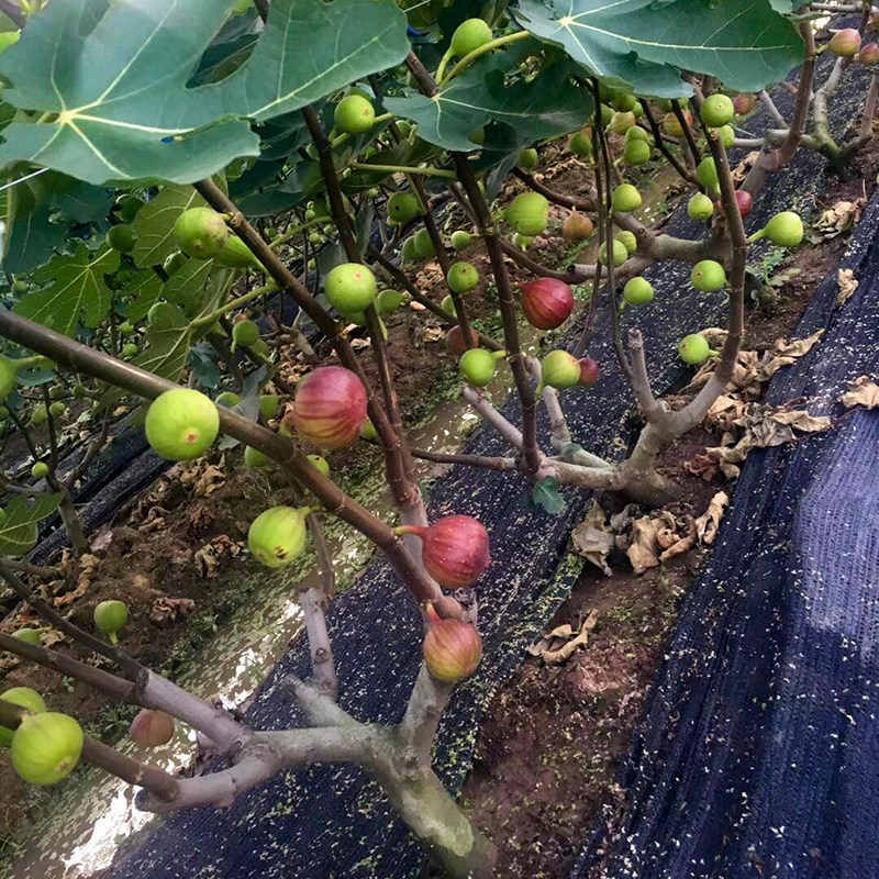 无花果树果苗无花果苗四季盆栽当年结果特大果树水果苗果树苗易种