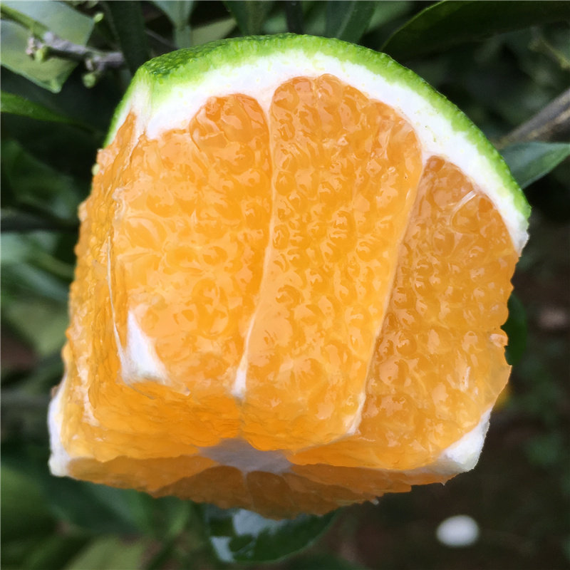 现摘青皮桔子5斤大果无籽早熟橘子皮薄宜昌蜜桔应季孕妇水果新鲜