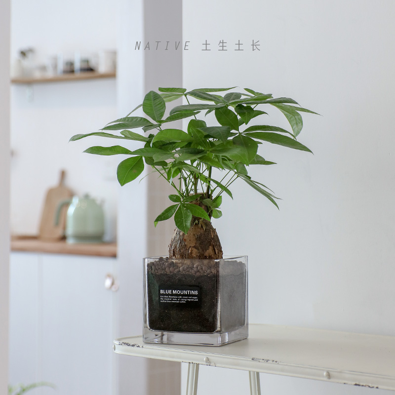 发财树好养绿植室内桌面净化空气