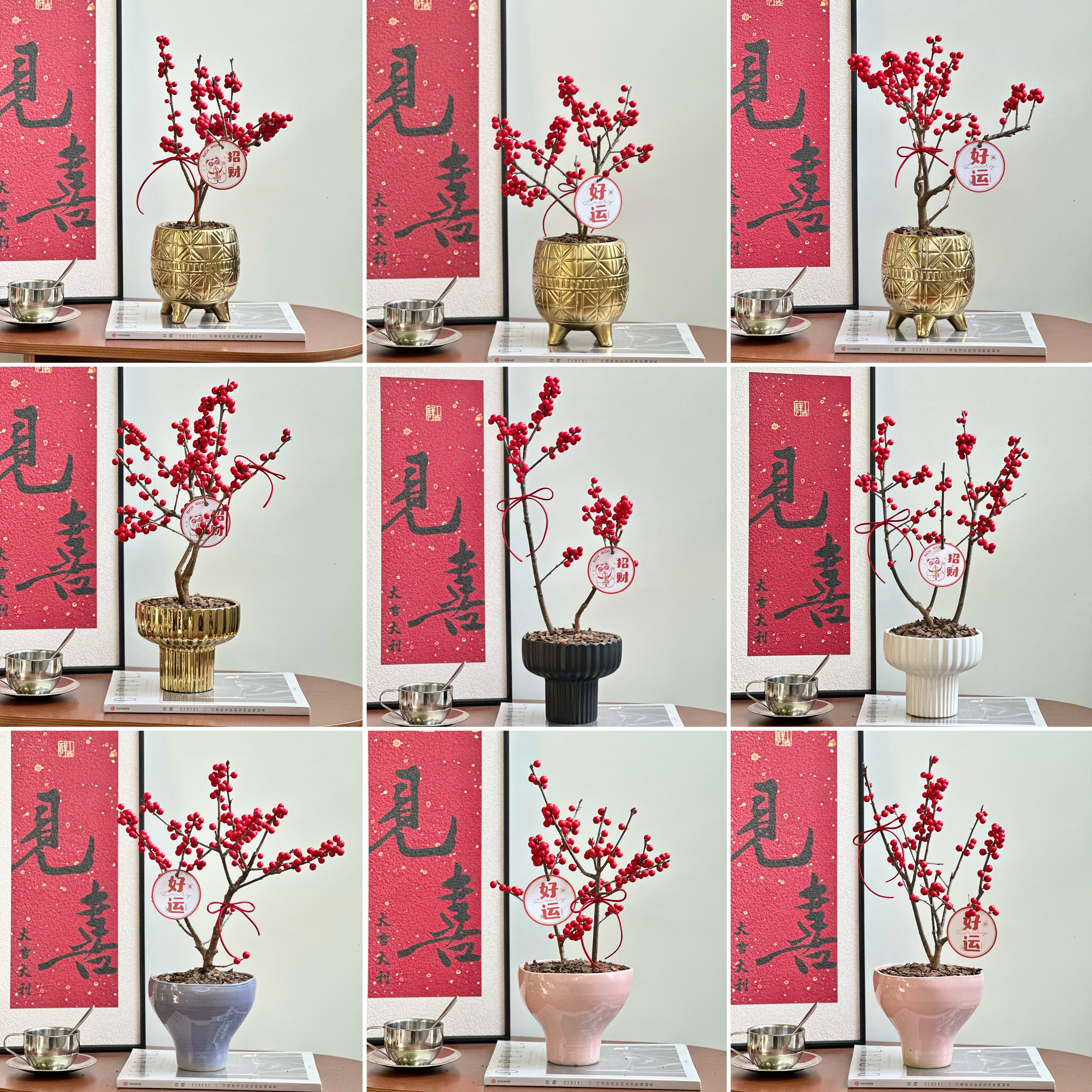 土生土长 迷你小冬青盆栽一物一拍造型年宵花送礼精致装饰小盆景