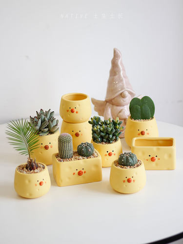 室内阳台桌面非常好养吸甲醛