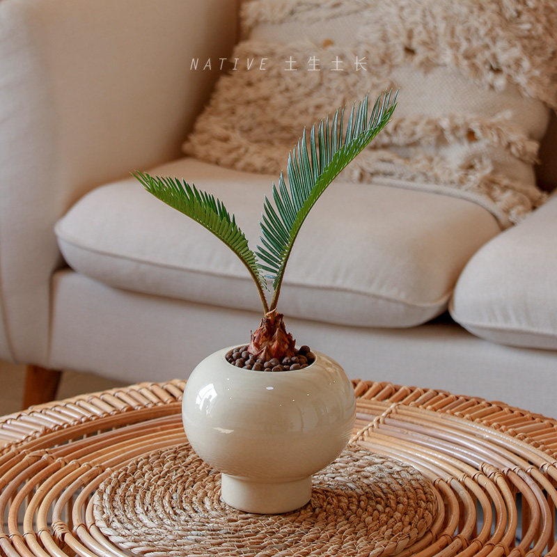 土生土长 小苏铁树室内外绿植净化空气桌面盆栽耐寒好养网红铁树