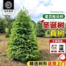 诺贝松真树松树圣诞节绿植 挪威云杉真正 真 圣诞树盆栽真树活