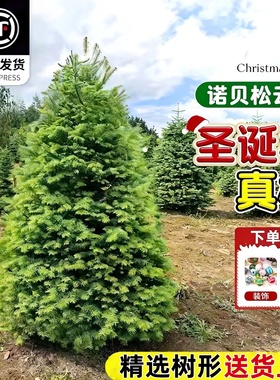 真的圣诞树盆栽真树活的挪威云杉真正的诺贝松真树松树圣诞节绿植