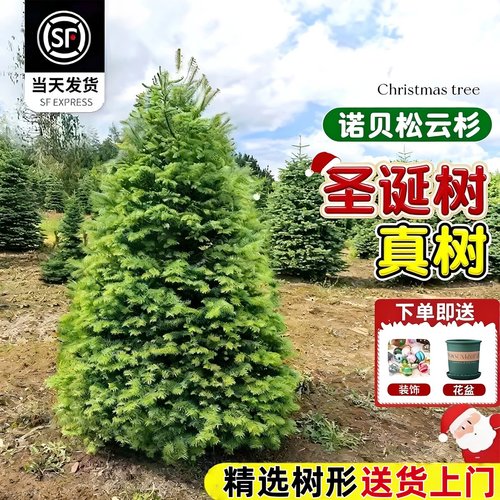2025新款圣诞树真树挑选好树发出