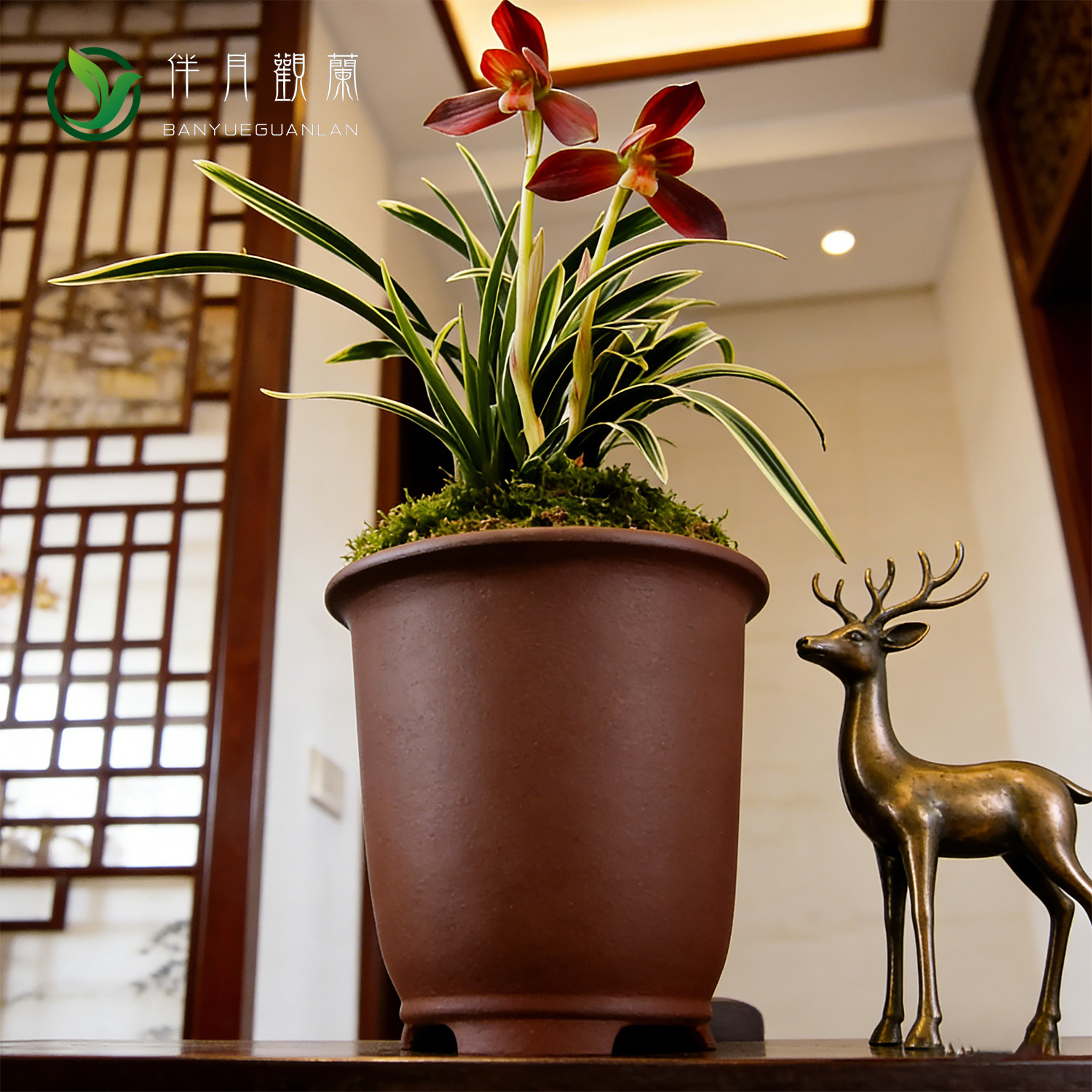 金边建兰红颜知己兰花苗名贵盆栽花卉植物浓香型兰草国兰阳台卧室