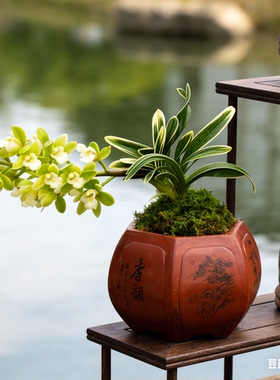 【凤凰冠】兰花盆栽金边兰草矮种植物建兰浓香中透艺客厅兰花苗
