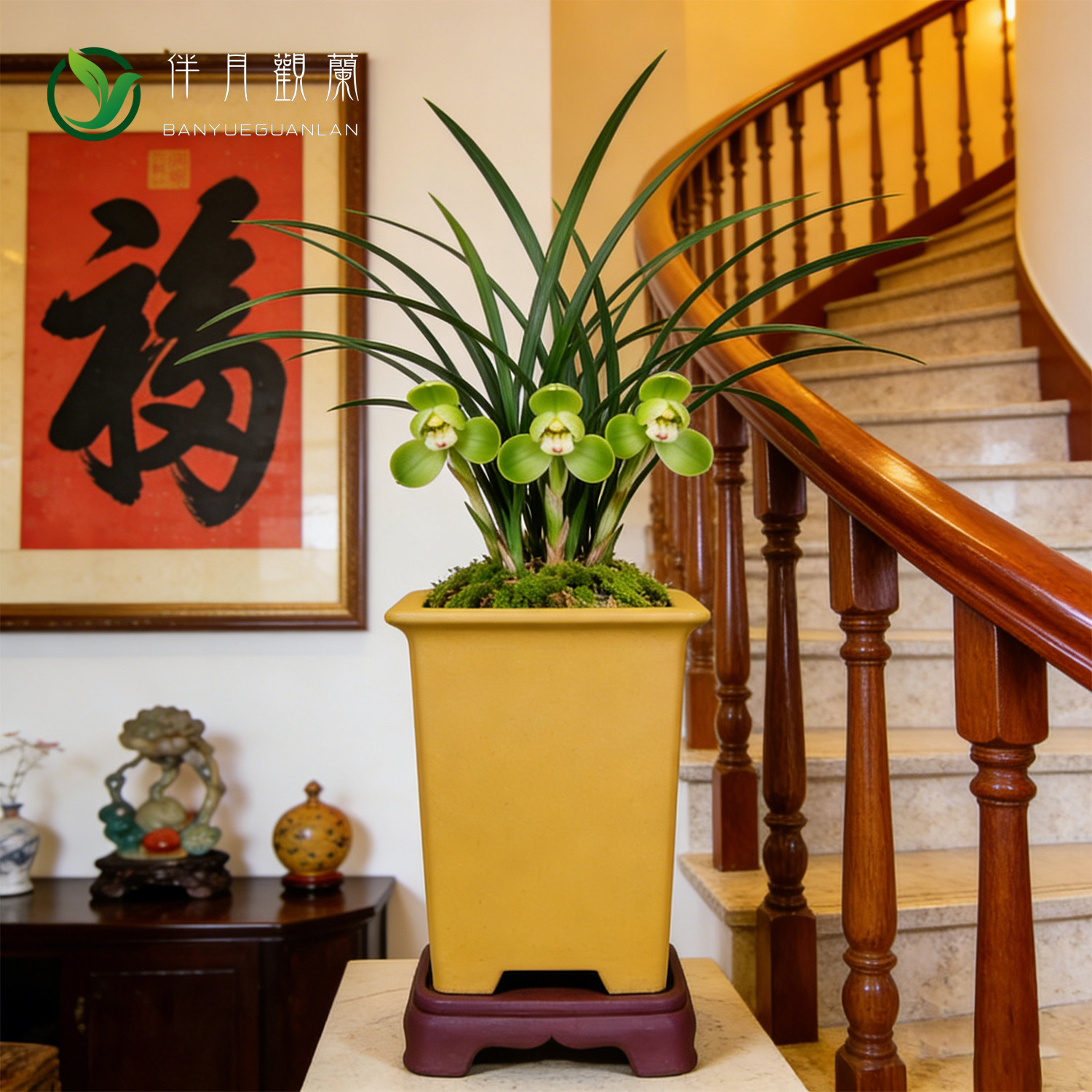 【新宋梅】兰花苗细叶春兰名贵盆栽花卉植物浓香型兰草国兰带花苞