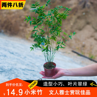 书房客厅小米竹趣味美观10-2
