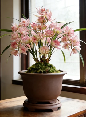 富山奇蝶兰花建兰盆栽绿植名贵龙岩素兰草带花苞四季兰植物兰花苗