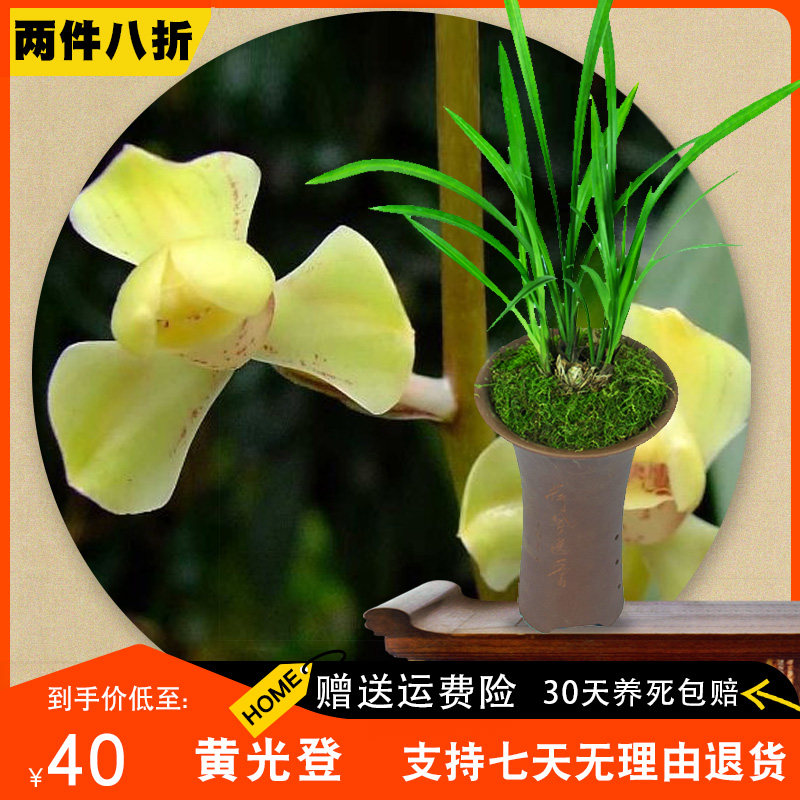【黄光登】兰花苗建兰四季兰盆栽植物名贵花卉浓香带花苞绿植国兰