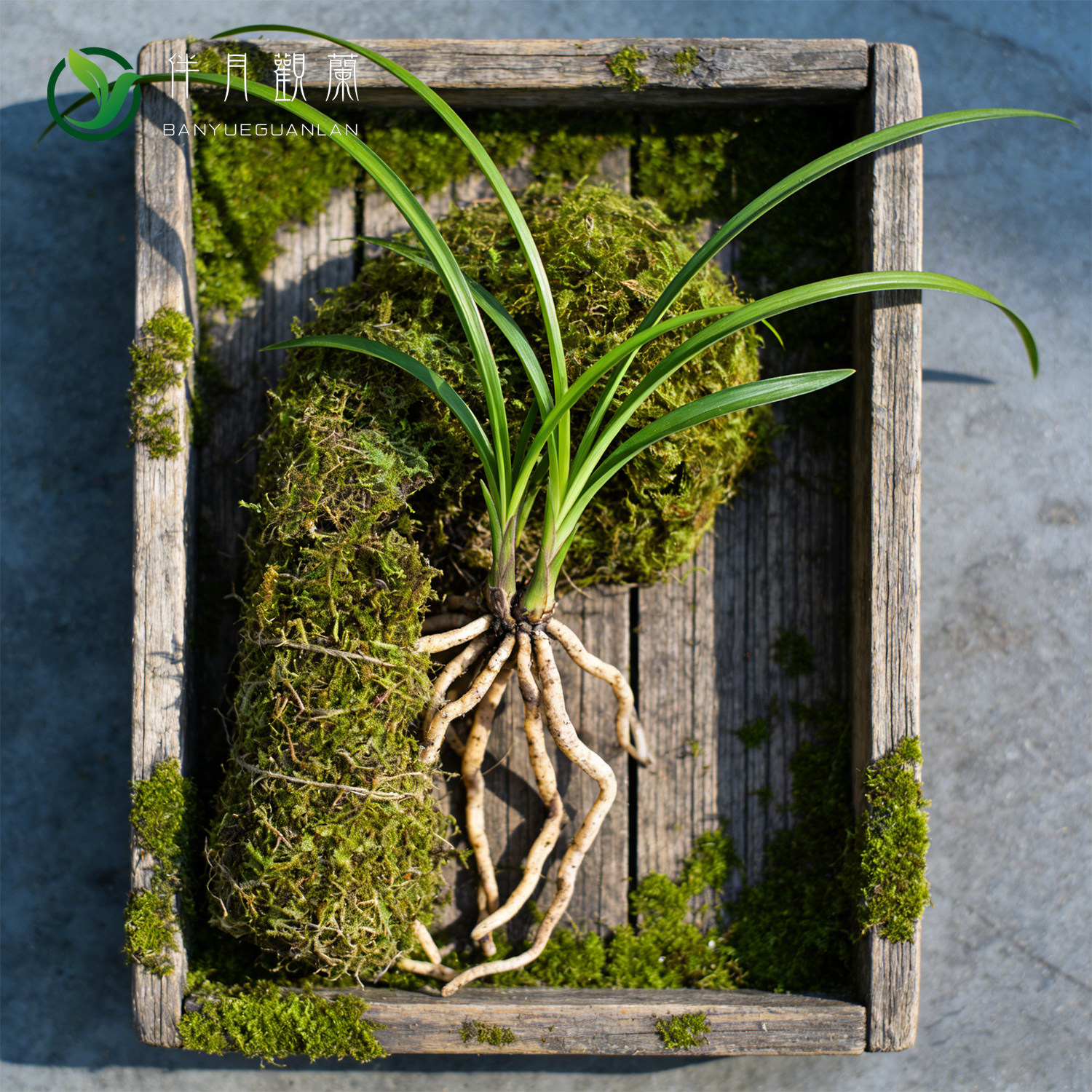 【干苔藓】两件八折水草蝴蝶兰石斛兰盆栽铺面根部保湿名贵兰花