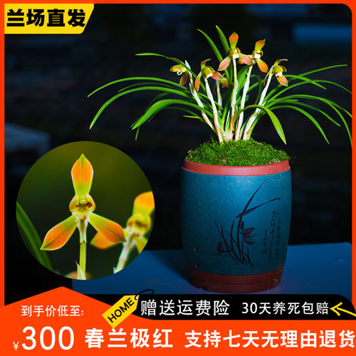 【极红】兰花盆栽春兰名贵