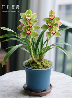 【绿幻粉蝶】兰花苗建兰四季兰名贵盆栽花卉植物室内兰草国兰浓香