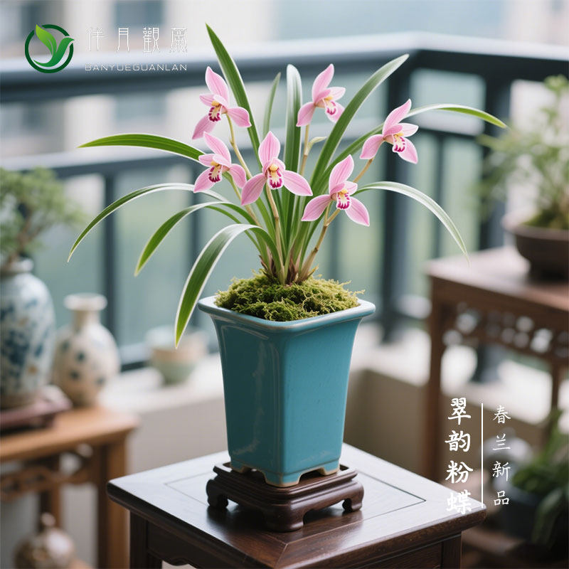 【翠韵粉蝶】兰花苗春兰细叶金边名贵盆栽花卉植物浓香兰草国兰