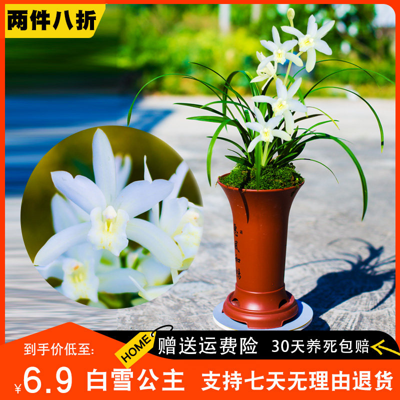 【白雪公主】兰花名贵盆栽花卉四季兰建兰带花苞浓香兰草国兰室内