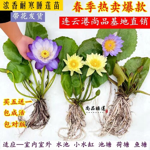 睡莲碗莲荷花四季水养庭院阳台