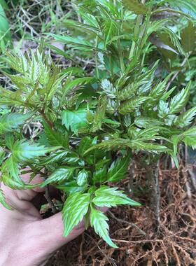 藤茶苗莓茶苗去黄脸婆龙须茶叶