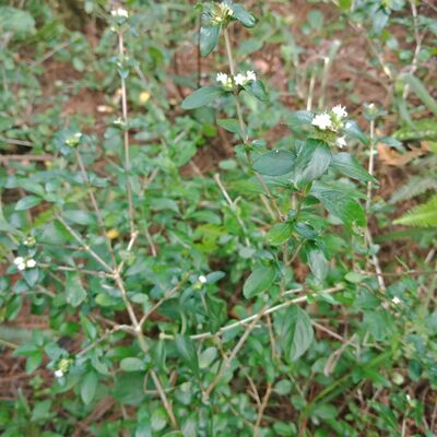 新鲜白马骨路边荆六月雪