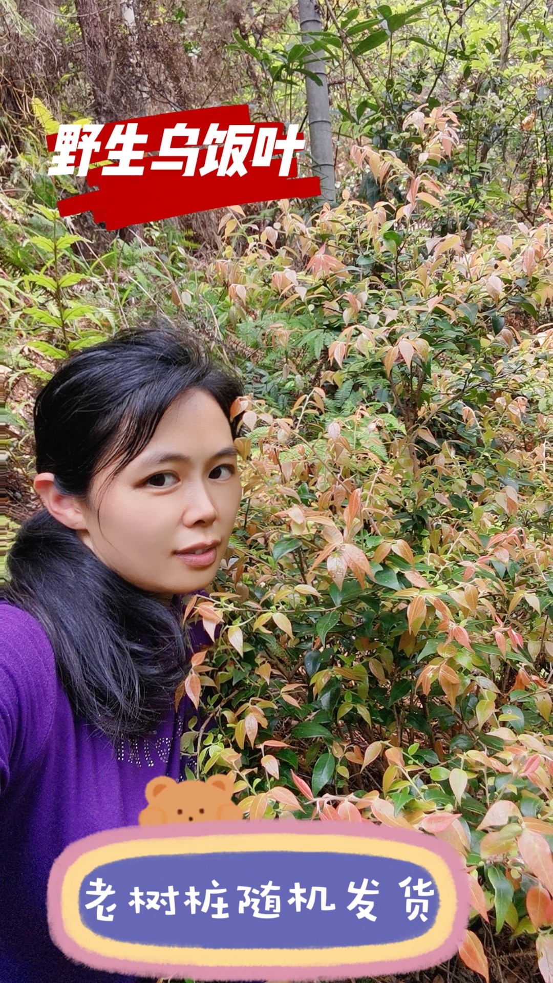 热卖小叶乌饭 大叶原生乌饭树桩楠烛树盆景嫁接蓝莓老桩随机发货