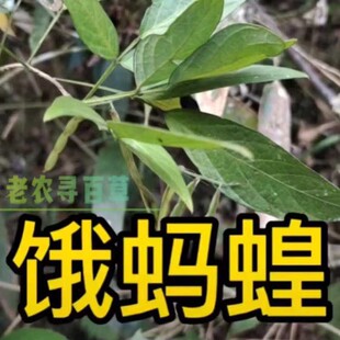 现挖蛾蚂蝗苗小槐花苗粘身草山蚂蟥中草药绿植花卉庭院种植保湿发