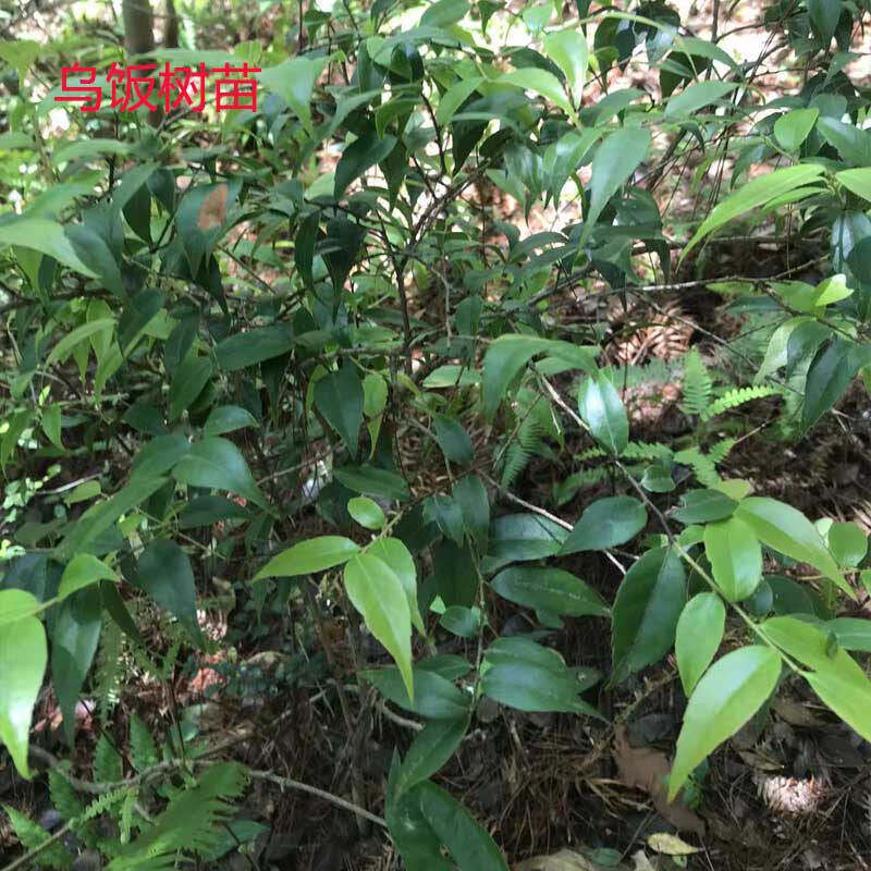 热卖小叶乌饭 大叶原生乌饭树桩楠烛树盆景嫁接蓝莓老桩随机发货