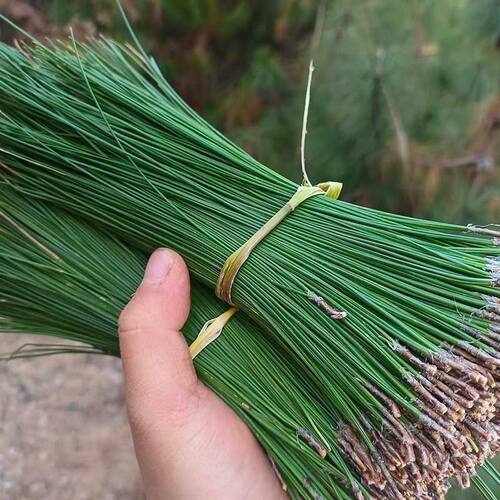 新鲜松针叶松针茶高山老树松针现摘现发野生松针松枝