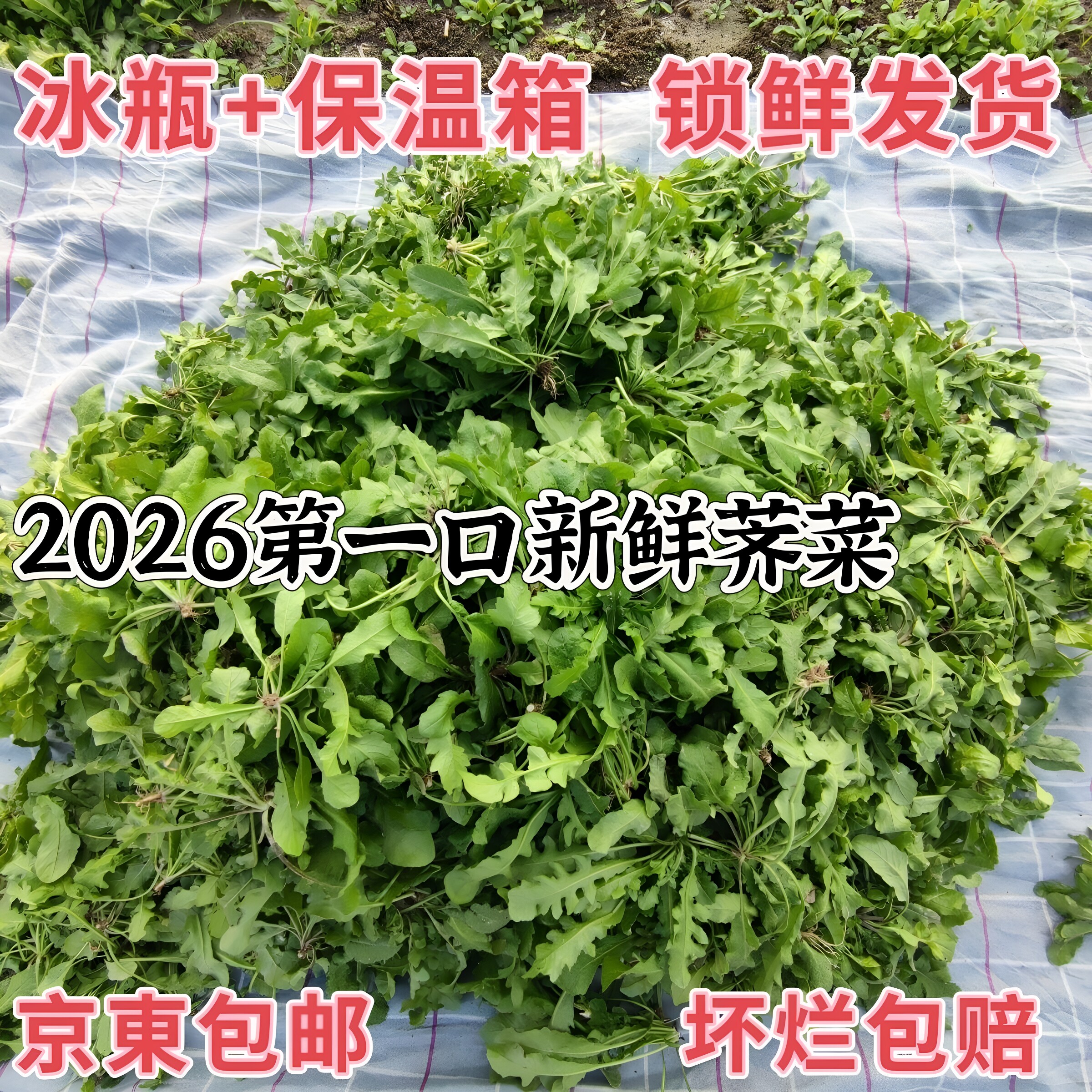 2026头茬新鲜野生荠菜现挖荠荠菜地菜饺子馄饨荠菜馅春卷