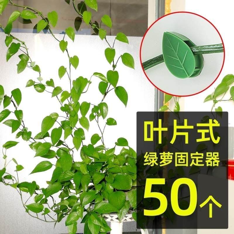 自植物爬墙固qjgdq01定上器绿攀爬家用植物卡扣无痕萝墙固定夹免