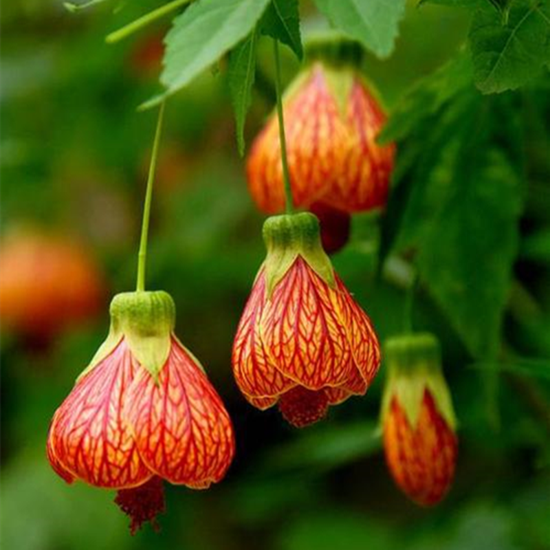 阳台花园垂吊花卉木本灯笼风铃花纹瓣悬铃金铃花盆栽倒挂金钟花苗