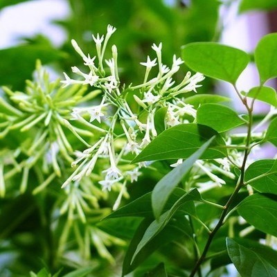 自家夜来香盆栽夜兰香花苗夜香花树苗晚香玉提神花卉驱蚊草夜来香