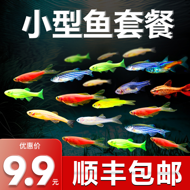 热带观赏活鱼好养红绿灯斑马淡水金鱼苗神仙孔雀小型宝莲灯科小鱼