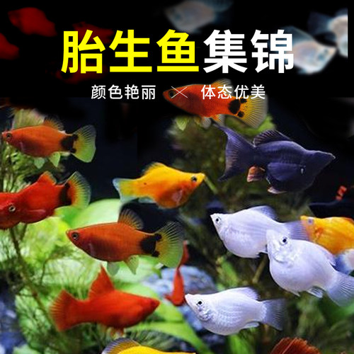 红剑热带鱼价格 红剑热带鱼图片 星期三