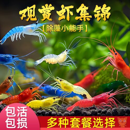 黑壳虾观赏虾鲜活水晶樱花虾除藻