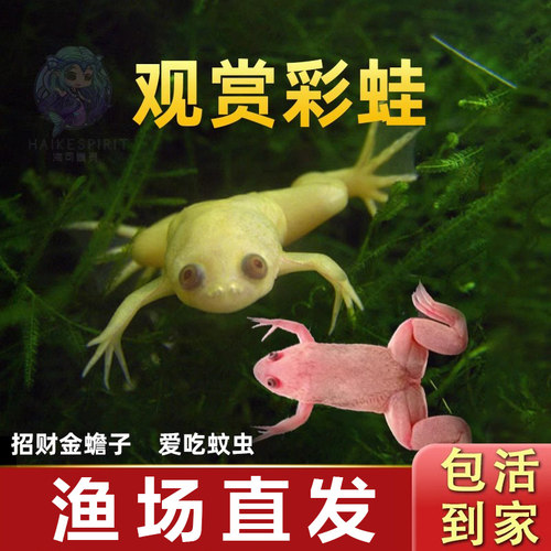 观赏蛙宠物蛙彩蛙金蛙淡水小型鱼