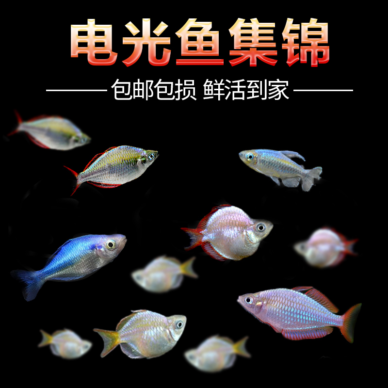 电光美人鱼石美人刚果美人蓝美人电光球热带观赏鱼鱼缸热带鱼活体