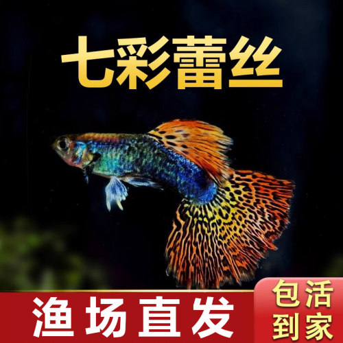 七彩蕾丝孔雀鱼新手好养