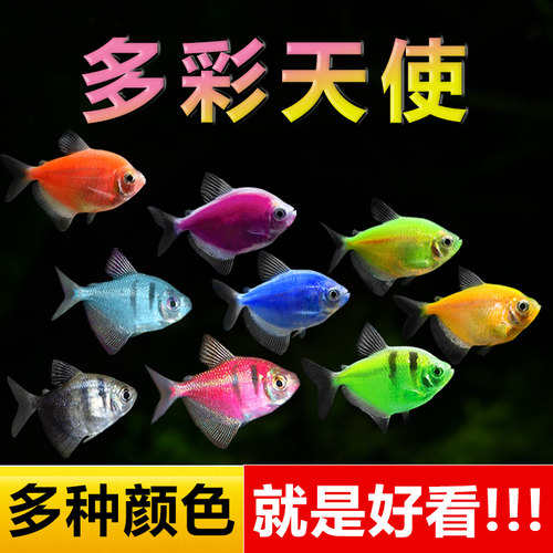 精品天使鱼热带观赏鱼好养耐活