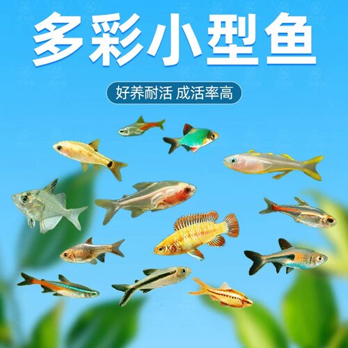 活体小型淡水好养热带观赏孔雀鱼