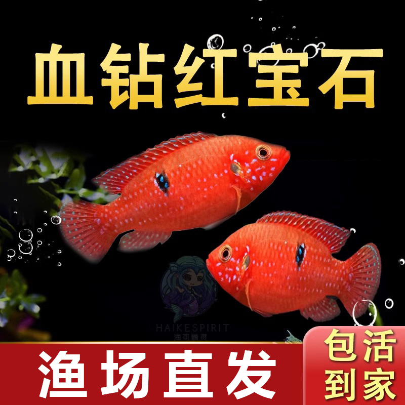 血钻红宝石热带鱼三湖慈鲷钻石斑点观赏鱼淡水活体宠物鱼淡水好养