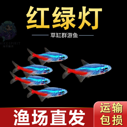 红绿灯鱼超爱群游好养热带观赏鱼