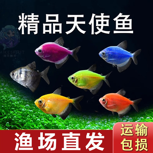 七彩鱼天使鱼观赏鱼新手易活