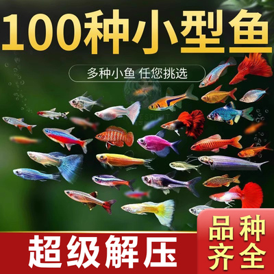 热带观赏孔雀鱼活体小型淡水好养