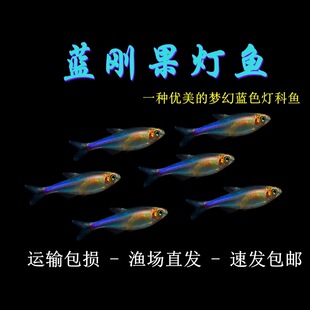 藍(lán)剛果燈紅綠燈魚觀賞小型淡水好養(yǎng)熱帶魚活體斑馬魚孔雀魚魚苗