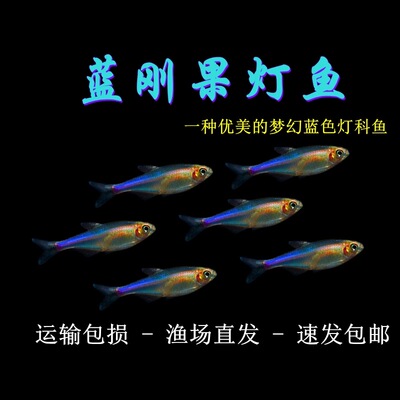 蓝刚果灯热带淡水观赏鱼好养耐活