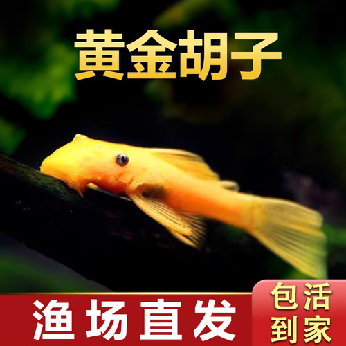 红眼胡子除藻清洁鱼鱼缸清洁