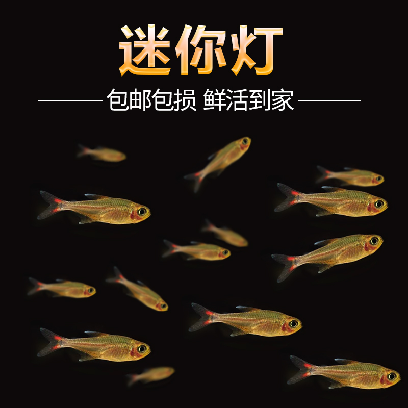 迷你灯鱼满天星热带观赏小型红绿灯草缸群游灯科鱼活体包邮观赏鱼